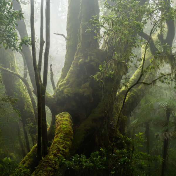 King of the forest