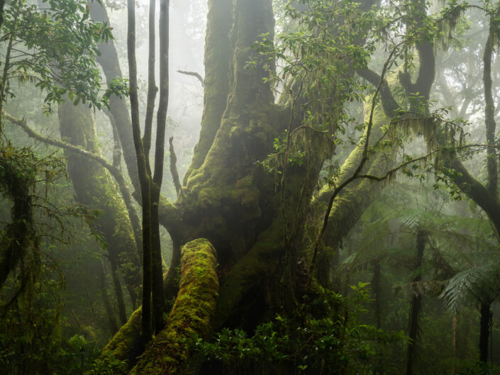 King of the forest